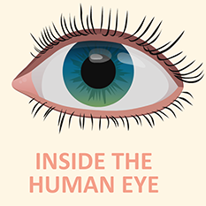 Inside the Human Eye